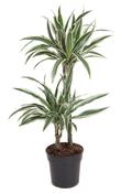 Dracaena fragrans 'White Stripe' 90-100cm Tall
