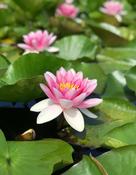 Nymphaea Aurora Water Lily P11
