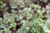Sedum 'Coca Cola' in 9cm Pot image
