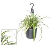 Chlorophytum Comosum Variegatum