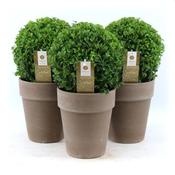 Buxus sempervirens 20cm Ball in Ceramic Taupe Pot