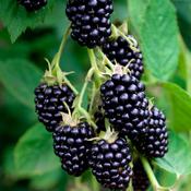 Blackberry Black Satin | Rubus 'Black Satin' - Thornless image