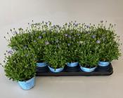 Felicia Felicitara Blue Pot 10.5 image