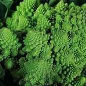 Broccoli 'Romanesco'