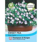 Sweet Pea Pink Cupid