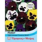 Pansy T&amp;M Colossal Flower Mix