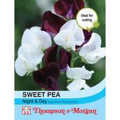 Sweet Pea Night &amp; Day