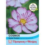 Cosmos Sweet Sixteen