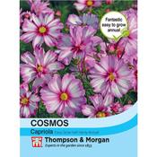 Cosmos Bipinnatus 'Capriola'