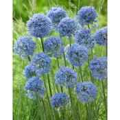Allium caeruleum – 12 Bulbs