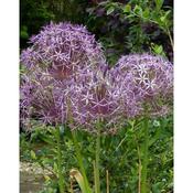 Allium christophii – 18 Bulbs