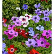 Anemone De Caen Mixed 15 Bulbs Per Pack
