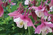 Aquilegia Spring Magic Rose and Ivory image