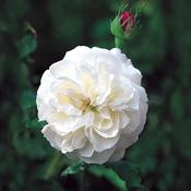 Boule De Neige Hybrid Tea Rose 4.5 Litre