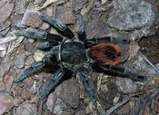 Yucatan Rust Rump Tarantula | Tliltocatl (ex. Brachypelma) epicureanum (S)