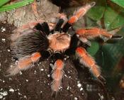 Mexican Fireleg Tarantula | Brachypelma boehmei (Med)