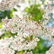 Fallopia aubertii | Russian Vine