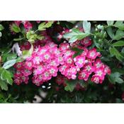 Crataegus Laevigata Pauls Scarlet 10 Litre image