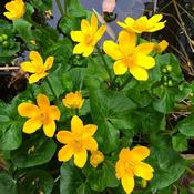 Caltha Palustris P9