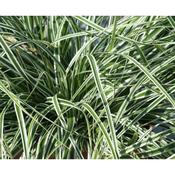 Carex Oshimensis Everest