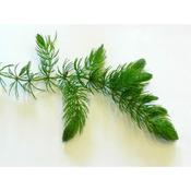 Ceratophyllum Demersum -  Oxygenating Aquatic Plant