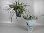 Chlorophytum com. 'Vittatum' P19 hanging pot