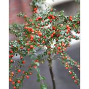 Cotoneaster 'Coral Beauty' - Half Standard 80cm Stem