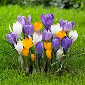 Large-Flowering Mixed Crocus – 25 Bulbs
