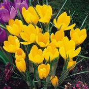 Crocus 'Golden Yellow' – 10 Bulbs image