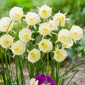 Daffodil 'Arctic Bells' – 9 Bulbs