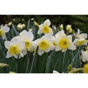 Daffodil 'Ice Follies' – 2kg Bag