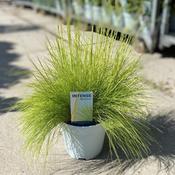Deschampsia flexuosa 'AmiLime' (2 Litre)
