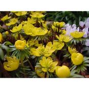 Eranthis cilicica – 8 Bulbs