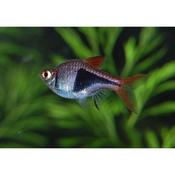 Harlequin Rasbora 2.5-3cm