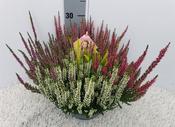 Calluna 'Beauty Ladies High Five' (P23) image