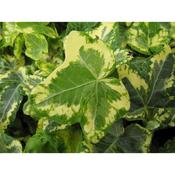 Hedera helix Golden Kolibri 2 Litre