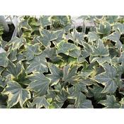 Hedera helix 'Yellow Ripple' ivy