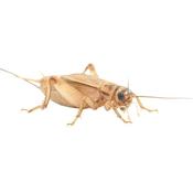 House Brown Crickets 3rd Tub (8mm)