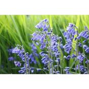 Bluebells | Hyacinthoides Non Scripta (10 Bulbs Per Pack) image