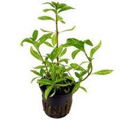 Hygrophila Polysperma