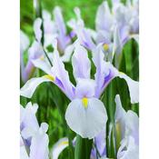 Iris Hollandica Carmen (25 Bulbs Per Pack) image