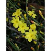 Jasminum nudiflorum | Winter Jasmine (2.2 Litre)