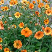 Geum Totally Tangerine image