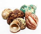 Land Hermit Crab House (1-3cm)