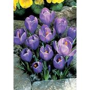 Crocus 'Grand Maitre' – 12 Bulbs