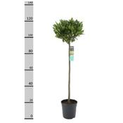 Laurus nobilis | Bay Laurel Half Standard 100-125cm Tall with 25cm head image