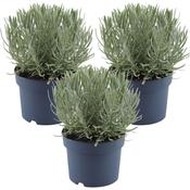 Lavandula Angustifolia 'Felice' | English Lavender Pot (12cm)