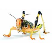 Locust Hoppers 5th Pre-Pack (36-42)