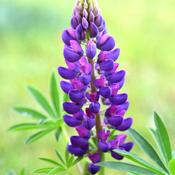 Lupin Gallery Blue image