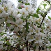 Malus 'Evereste' | Flowering Crab Apple Tree 10 Litre image